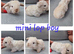 Mini lop babies available for reserve