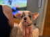 BEAUTIFUL FRENCH BULLDOG X ENGLISH BULLDOG PUPPIES