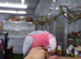 Baby Galah Cockatoo Fully Hand Reared, 2