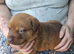 ) Stunning & Unique Shepweiler Mastiff Puppies – Reared with Love!