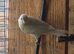 Canaries