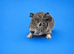 Lakeland Silver Agouti Boar