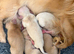 Longhaired cream miniature dachshunds