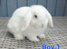 Baby Mini lops