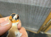 2 pea throat cock birds