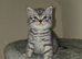 male British shorthair