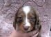 5 beautiful dachshund pups ready to Leave for the forever loving home