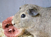Male guinea pg