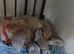 Miniature dachshund puppies