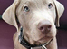 Puppy Rocco silver lab