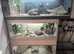3 bearded dragons and setups for sale