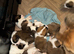Saint Bernard Puppies For Sale