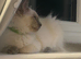 Ragdoll Tica registered kittens