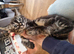 Urgently need rehoming Mixed Norwegian Forrest Kittens x bengal
