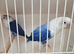 Love birds