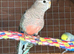 Young bourke for sale