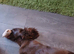 Chocolate cocker spaniel