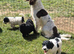 Hybrid sproodle pups