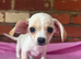 Tiny pale cream Chiweenie puppies ! Father Import from Las Vegas