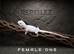 BEARDED DRAGONS