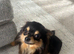 LOVING HOME WANTED FOR A SPECIAL LONG-HAIRED CHIHUAHUA