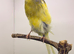Lancashire canary male