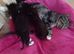 4 kittens looking for a Home