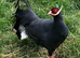 2026 DNA sexed Blue Eared pheasants.