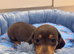 Miniature Dachshund Puppies
