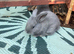 1 Beautiful Continental Giant &times; French Lop Baby
