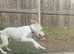 1/4 saluki grey 12 weeks old fully vaccinated