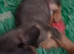 Wirehaired dashound tekel pups