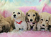 Cream long haired miniatures READY NOW