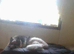 german shepard for sale