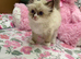 Beautiful kittens arę looking for loving forever homes
