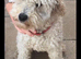 F1 cockapoo puppies