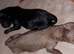 Quality true Toy Asian teddy bear brown ,tanned Maltipoo Puppies Just arrived