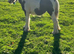 7 1/2 months old cob
