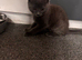 9 week old grey female kitten