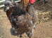 Breeding trio of Blue Laced Red Wyandotte chickens (1 male + 2 female)