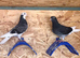 2026 rollers for sale, club rung.