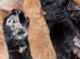 Miniature labradoodle