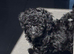 3 puppy toy poodles