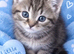 4 beautiful maincoon bengal kittens 12 weeks old 2 girls 2boys