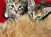 2 tabby kittens
