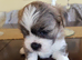 K C registered Lhasa Apso Puppies