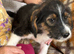 Porky A great rescue boy perfect for any family home a sweet soul