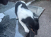 Jack Russel puppies for sale