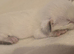 Sweet siamese little boy