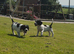Cocker spaniel X Springer spaniel pups